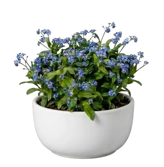 Elegant Ceramic Pot Arrangement with Blue Forget - Me - Not Plants - Florist London