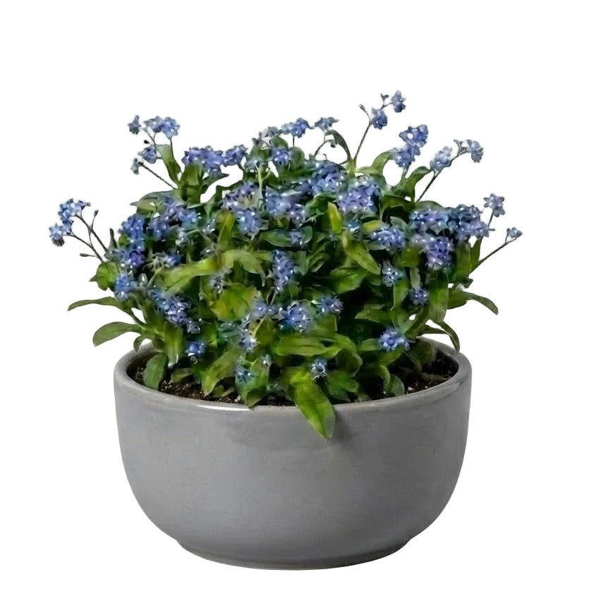 Elegant Ceramic Pot Arrangement with Blue Forget - Me - Not Plants - Florist London