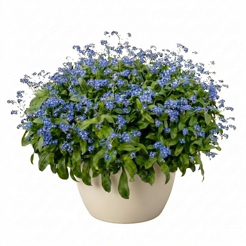 Elegant Ceramic Pot Arrangement with Blue Forget - Me - Not Plants - Florist London