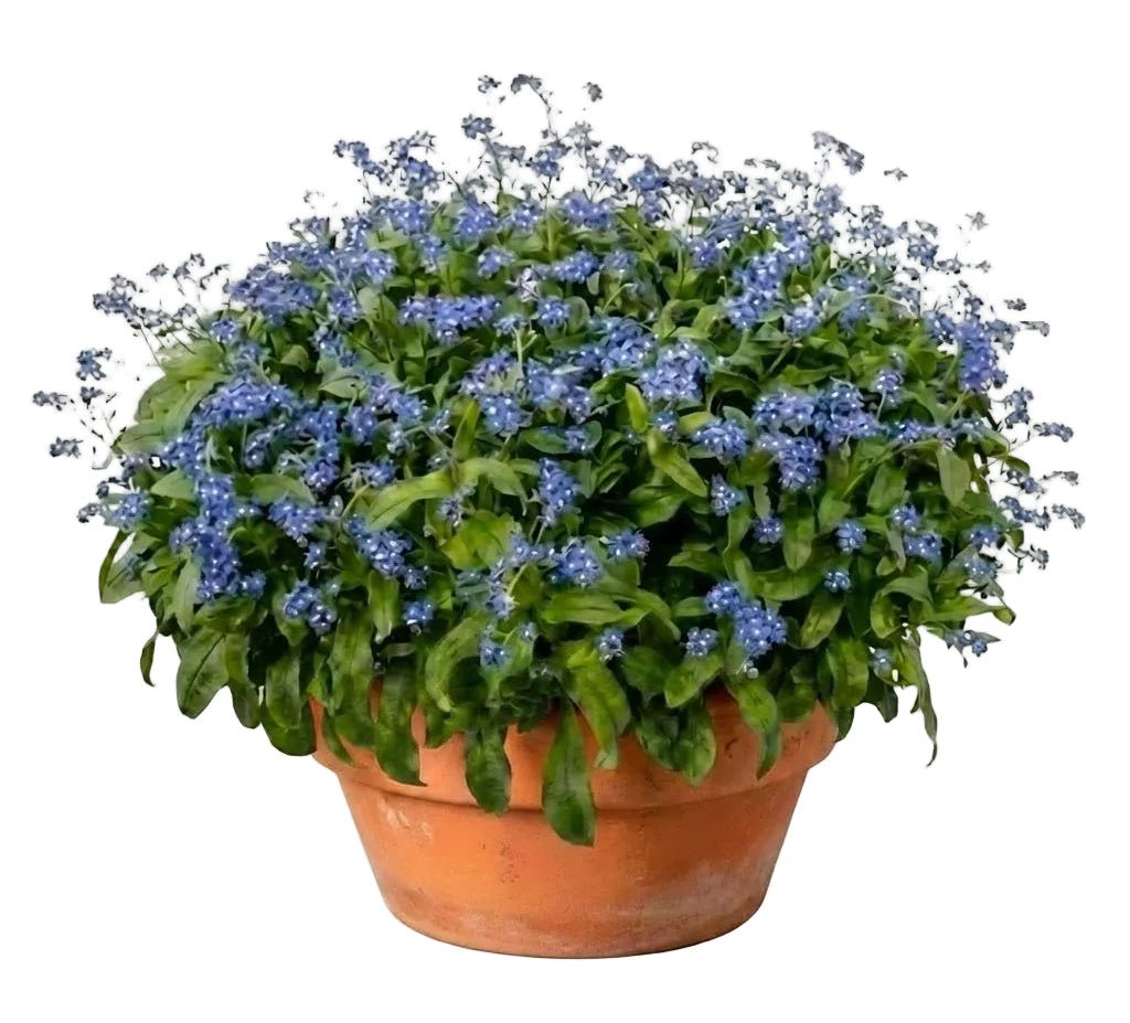 Elegant Ceramic Pot Arrangement with Blue Forget - Me - Not Plants - Florist London