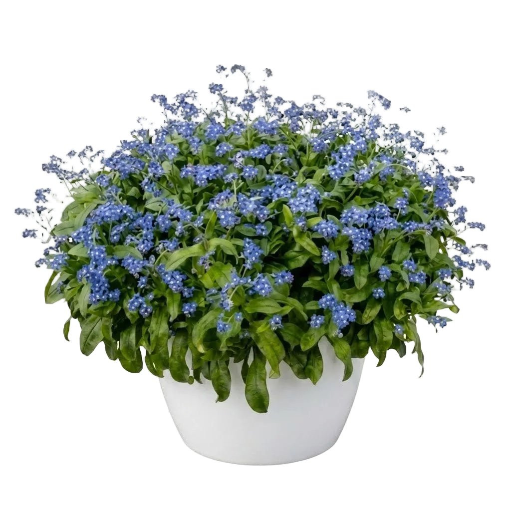 Elegant Ceramic Pot Arrangement with Blue Forget - Me - Not Plants - Florist London