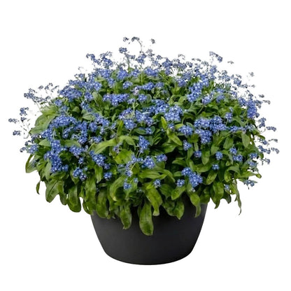 Elegant Ceramic Pot Arrangement with Blue Forget - Me - Not Plants - Florist London