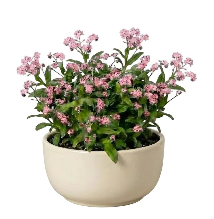 Elegant Ceramic Pot Arrangement with Blue Forget - Me - Not Plants - Florist London