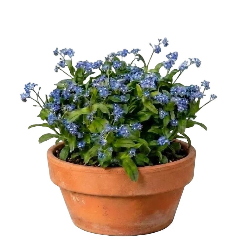 Elegant Ceramic Pot Arrangement with Blue Forget - Me - Not Plants - Florist London