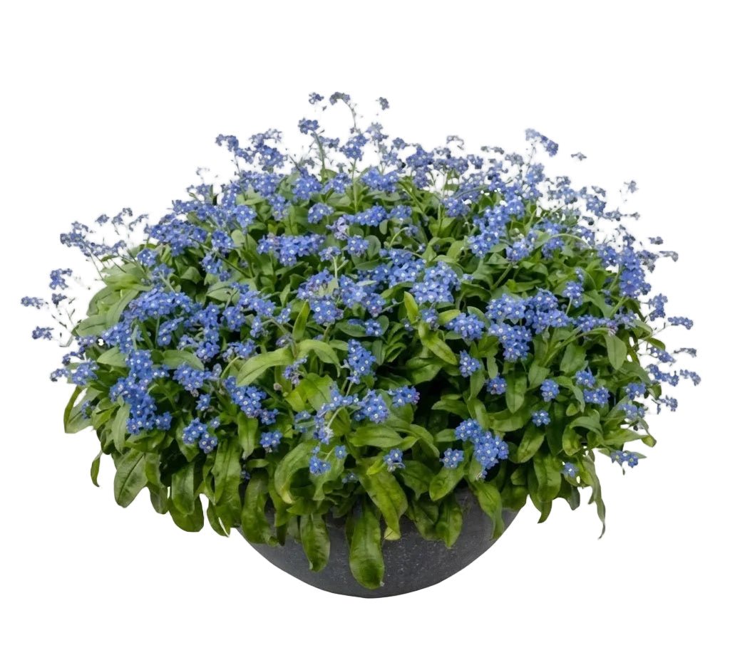 Elegant Ceramic Pot Arrangement with Blue Forget - Me - Not Plants - Florist London