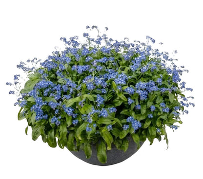 Elegant Ceramic Pot Arrangement with Blue Forget - Me - Not Plants - Florist London