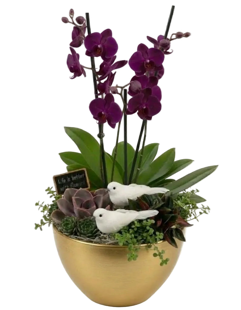 Elegant Phalaenopsis Orchid with Succulent Garden Pot - Florist London