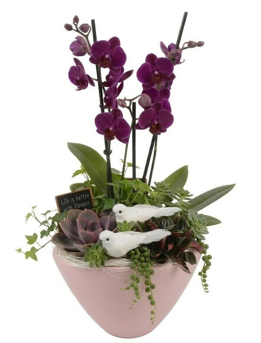 Elegant Phalaenopsis Orchid with Succulent Garden Pot - Florist London