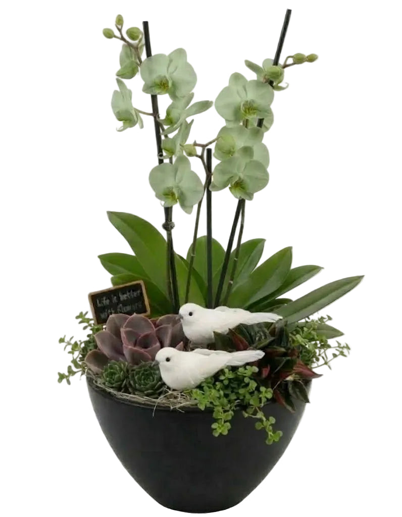 Elegant Phalaenopsis Orchid with Succulent Garden Pot - Florist London