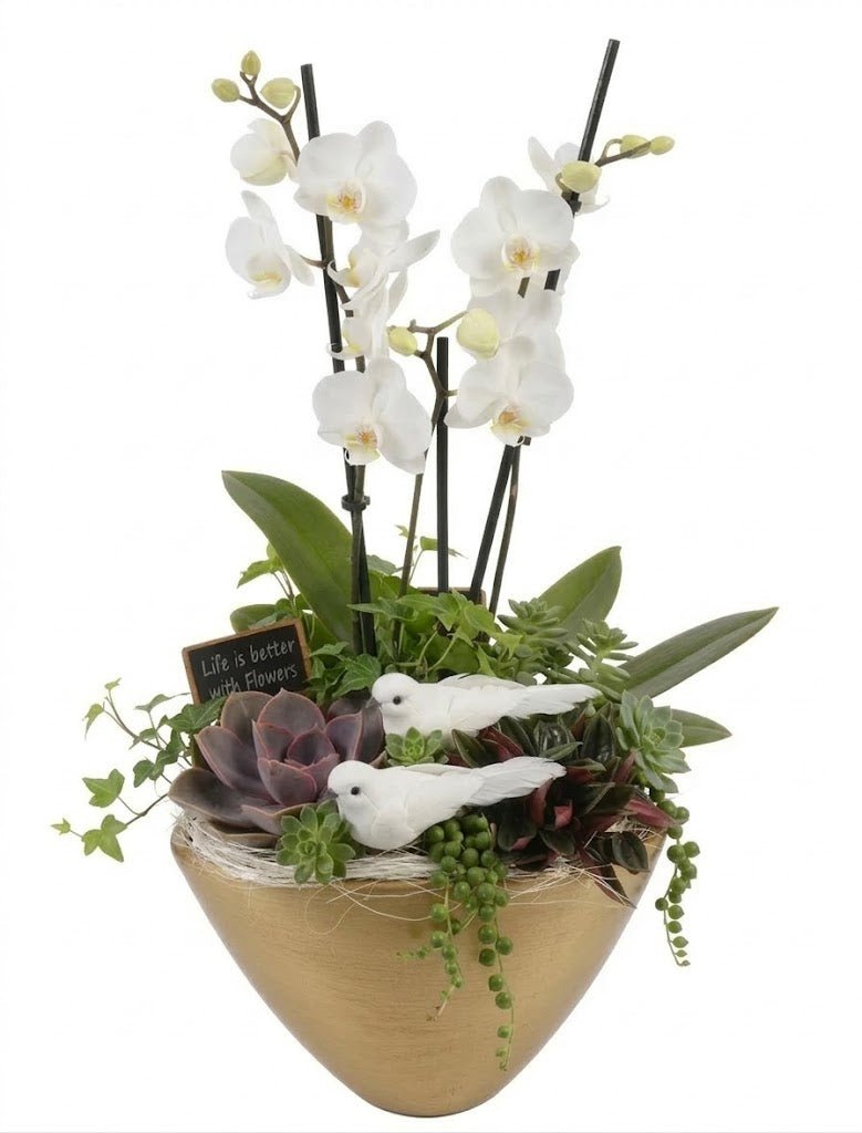 Elegant Phalaenopsis Orchid with Succulent Garden Pot - Florist London
