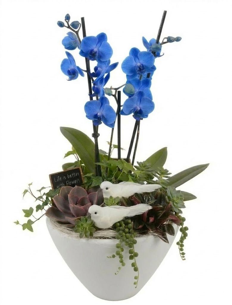 Elegant Phalaenopsis Orchid with Succulent Garden Pot - Florist London
