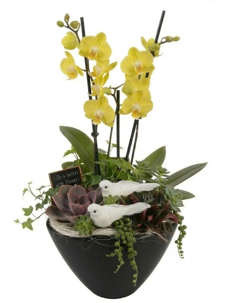 Elegant Phalaenopsis Orchid with Succulent Garden Pot - Florist London