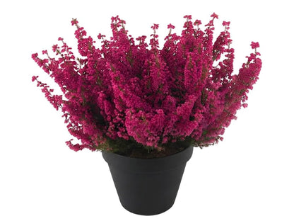 Erica Carnea Heather Plant - Florist London