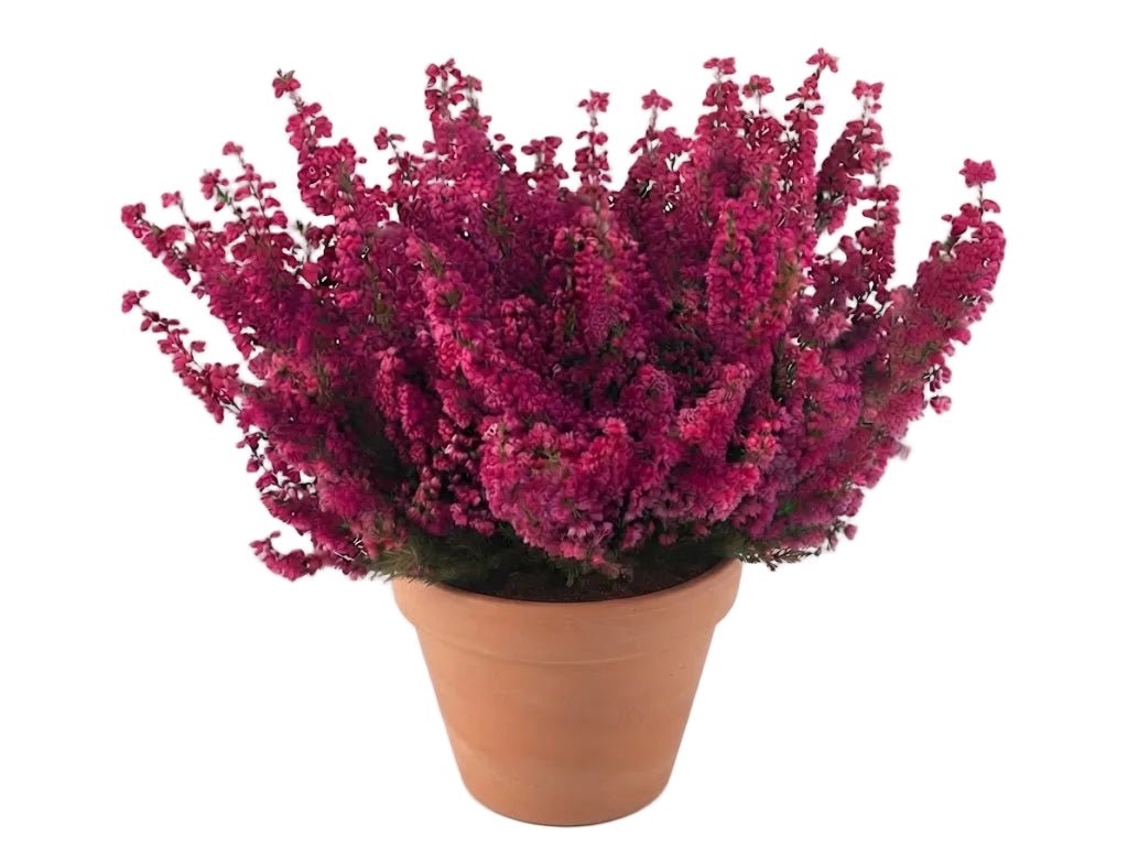 Erica Carnea Heather Plant - Florist London
