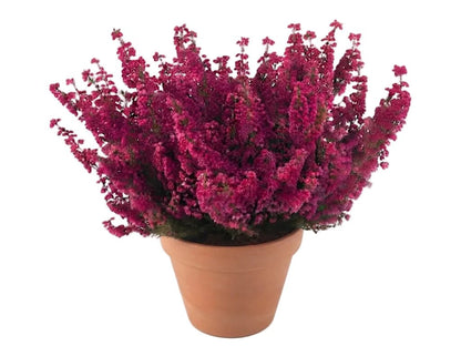Erica Carnea Heather Plant - Florist London
