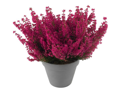 Erica Carnea Heather Plant - Florist London