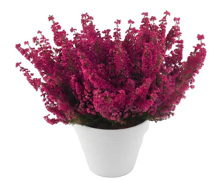 Erica Carnea Heather Plant - Florist London