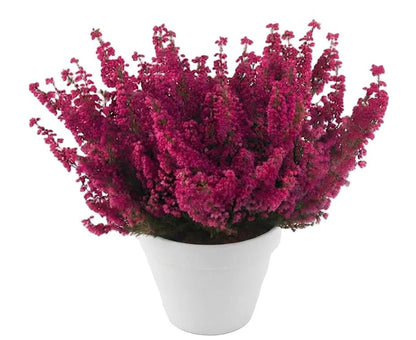 Erica Carnea Heather Plant - Florist London