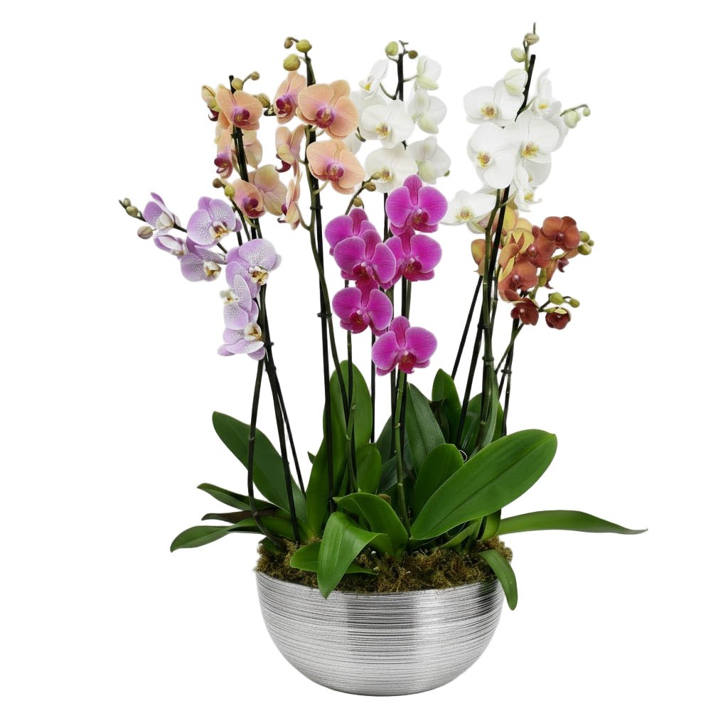 Fabulous Colourful Phalaenopsis Orchids Pot - Florist London