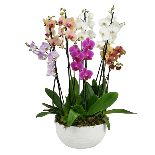 Fabulous Colourful Phalaenopsis Orchids Pot - Florist London
