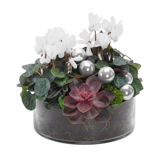 Festive Cyclamen Glass Pot - Florist London