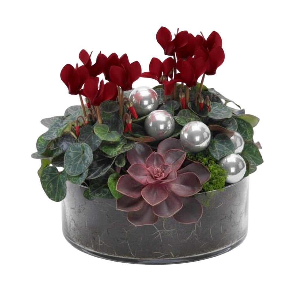 Festive Cyclamen Glass Pot - Florist London