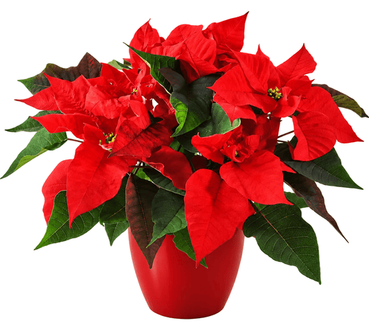 Festive Poisenttia in Pot - Florist London