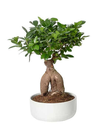 Ficus Microcarpa Ginseng Plant 16Ø 35cm - Florist London