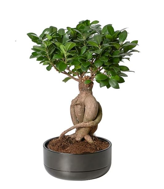 Ficus Microcarpa Ginseng Plant 16Ø 35cm - Florist London