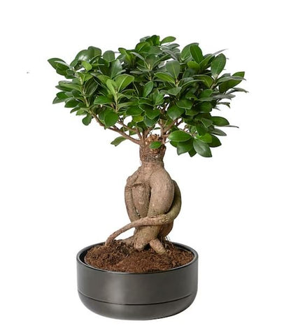 Ficus Microcarpa Ginseng Plant 16Ø 35cm - Florist London