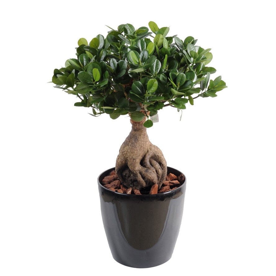 Ficus Microcarpa Ginseng Plant 16Ø 45cm - Florist London