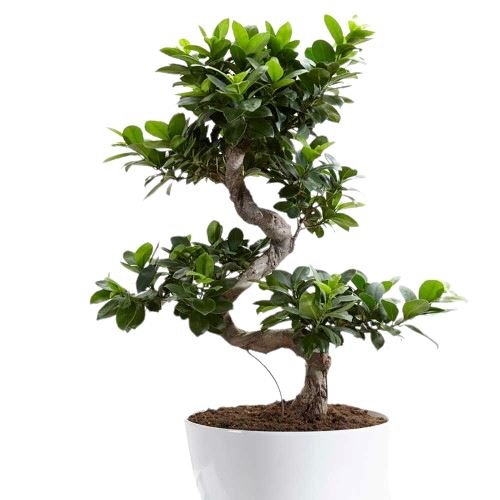 Ficus Microcarpa Ginseng Plant 22Ø 60cm - Florist London