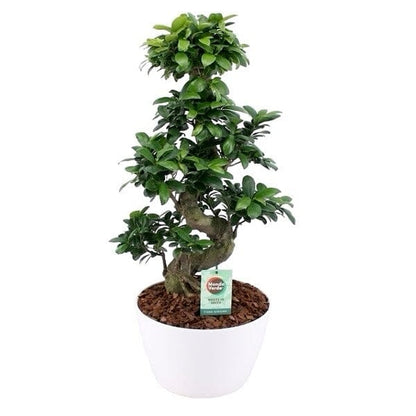 Ficus Microcarpa Ginseng Plant 28Ø 75cm - Florist London