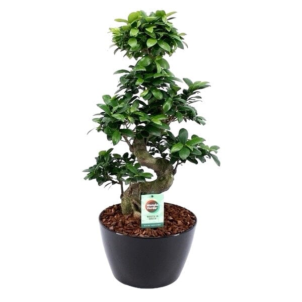 Ficus Microcarpa Ginseng Plant 28Ø 75cm - Florist London