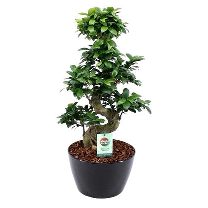 Ficus Microcarpa Ginseng Plant 28Ø 75cm - Florist London