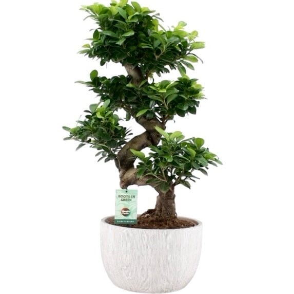Ficus Microcarpa Ginseng Plant 30Ø 70cm - Florist London