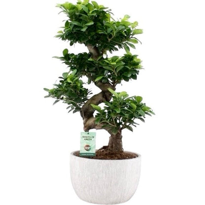 Ficus Microcarpa Ginseng Plant 30Ø 70cm - Florist London