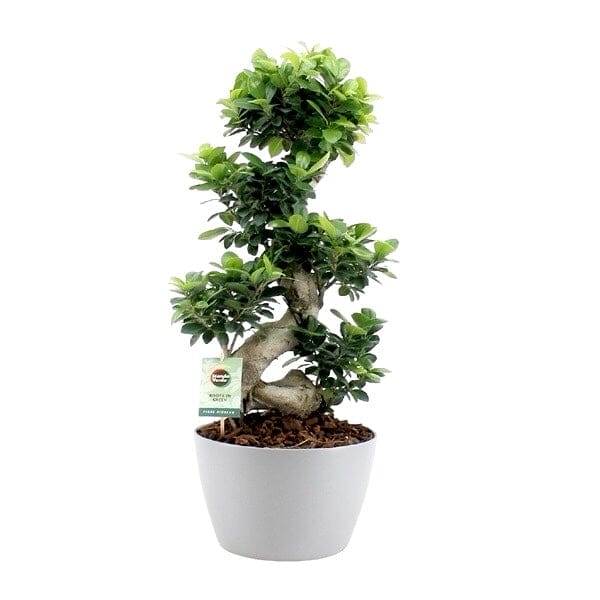 Ficus Microcarpa Ginseng Plant 30Ø 70cm - Florist London