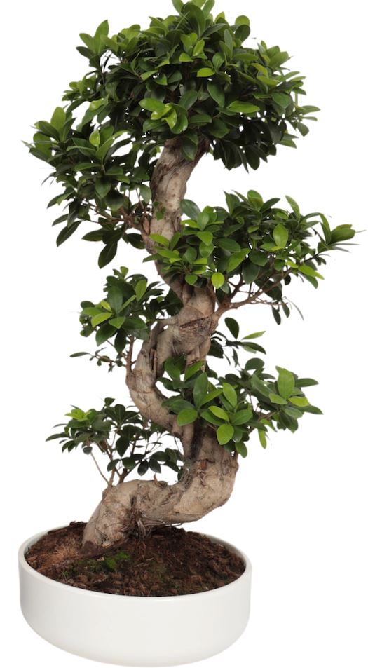 Ficus Microcarpa Ginseng Plant 35Ø 110cm - Florist London