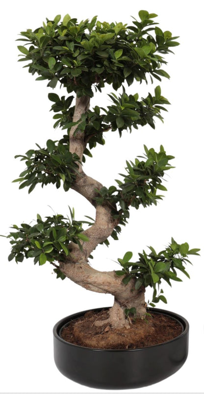 Ficus Microcarpa Ginseng Plant 35Ø 110cm - Florist London