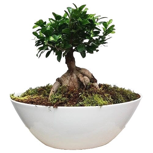 Ficus Microcarpa Ginseng Plant Arrangement - Florist London