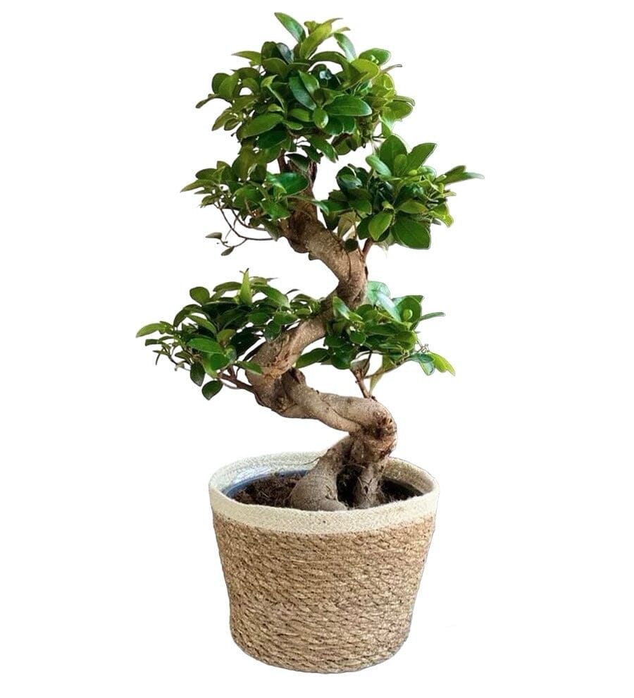 Ficus Microcarpa Ginseng Plant in Basket - Florist London