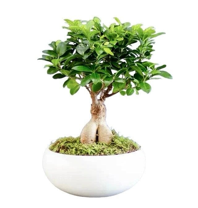 Ficus Microcarpa Ginseng Plant in Ceramic Bowl - Florist London