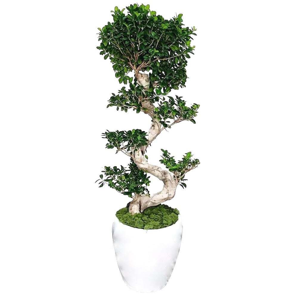 Ficus Microcarpa Ginseng Plant in Tall Pot - Florist London