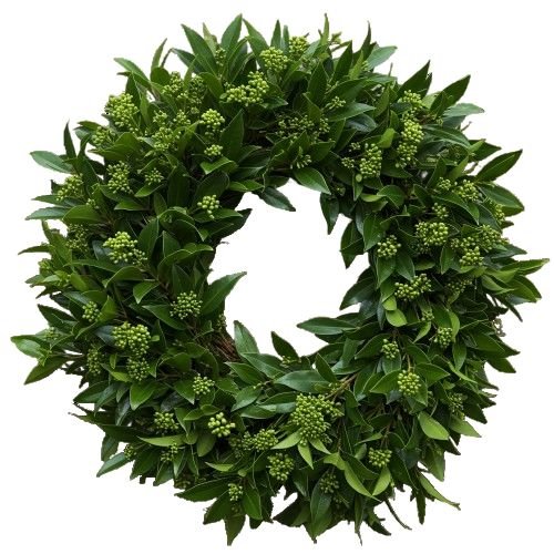 Green Skimmia Japonica Door Wreath - Florist London