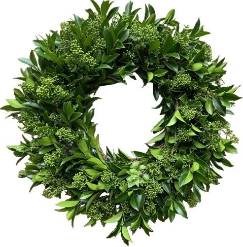 Green Skimmia Japonica Door Wreath - Florist London