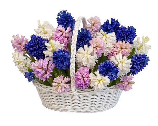 Hyacinths Flower Basket - Florist London