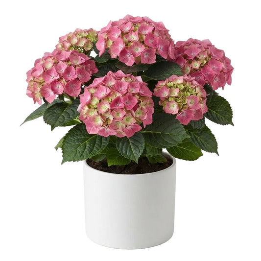 Hydrangea in Pot - Florist London