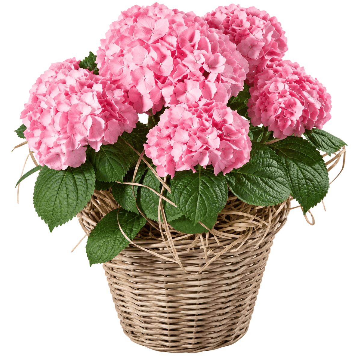 Hydrangea Wicker Basket - Florist London