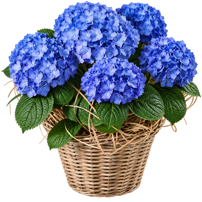 Hydrangea Wicker Basket - Florist London
